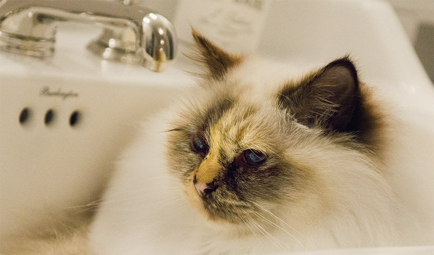 Även katten trivs i det nya badrummet.